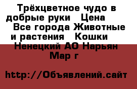 Трёхцветное чудо в добрые руки › Цена ­ 100 - Все города Животные и растения » Кошки   . Ненецкий АО,Нарьян-Мар г.